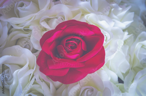 rose flower background for ...