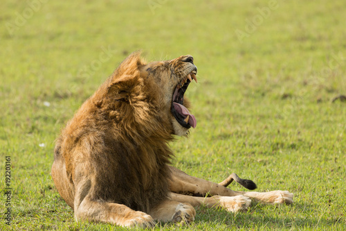 Fototapeta Naklejka Na Ścianę i Meble -  closeup of a male lion yawning on the grasslands of the Maasai Mara