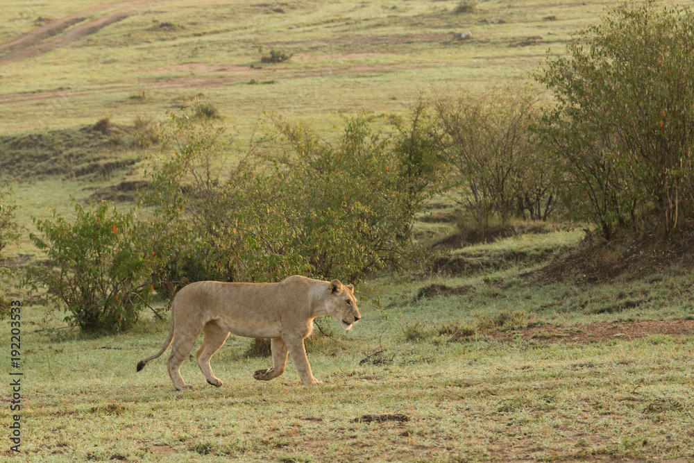 a lioness walks across the grasslands of the Maasai Mara