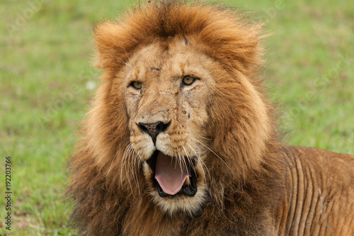 Fototapeta Naklejka Na Ścianę i Meble -  closeup of a male lion yawning on the grasslands of the Maasai Mara