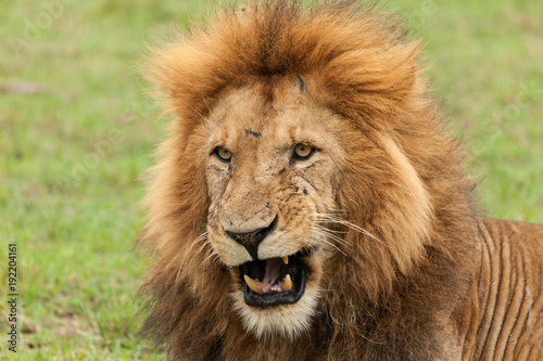 Fototapeta Naklejka Na Ścianę i Meble -  closeup of the head of a male lion on the grasslands of the Maasai Mara