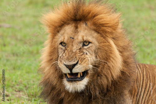 Fototapeta Naklejka Na Ścianę i Meble -  closeup of the head of a male lion on the grasslands of the Maasai Mara