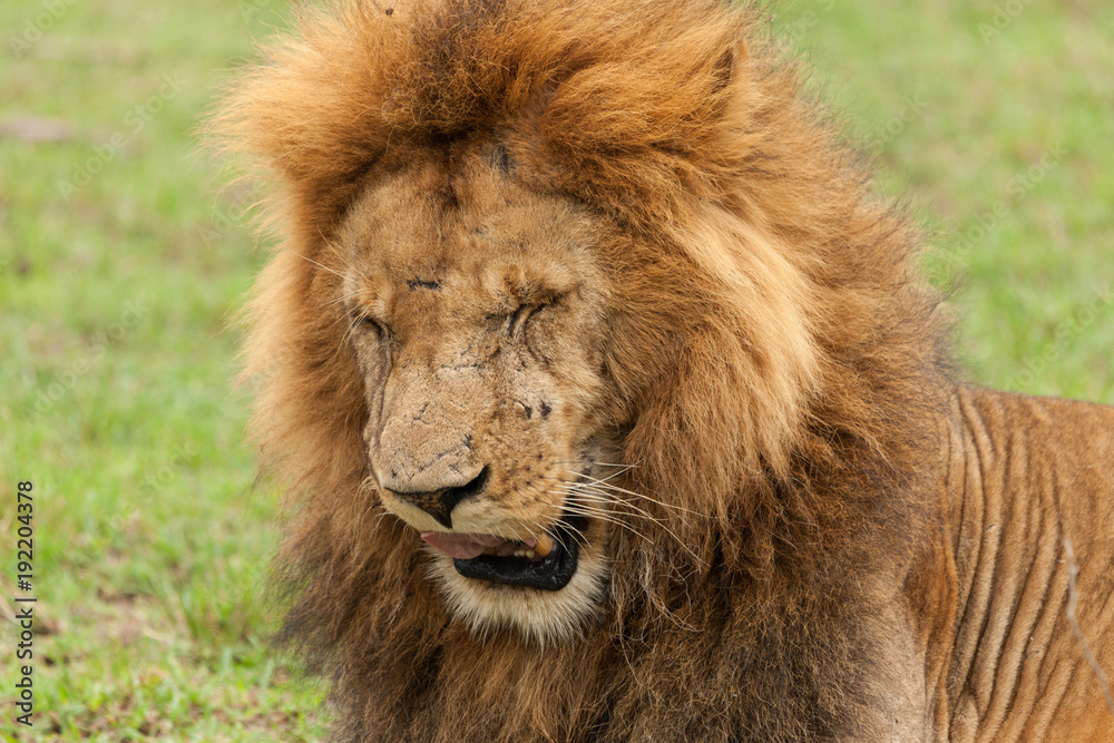 closeup of a male lion yawning on the grasslands of the Maasai Mara