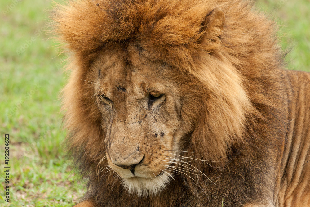 closeup of the head of a male lion on the grasslands of the Maasai Mara