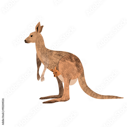 Red kangaroo carrying a cute Joey, isolated on clean white