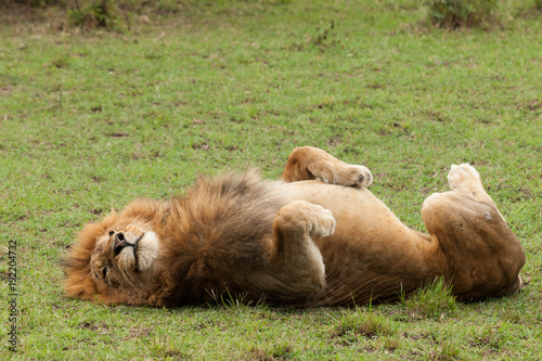 a male lion lying on his back on the grasslands of the Maasai Mara, Kenya