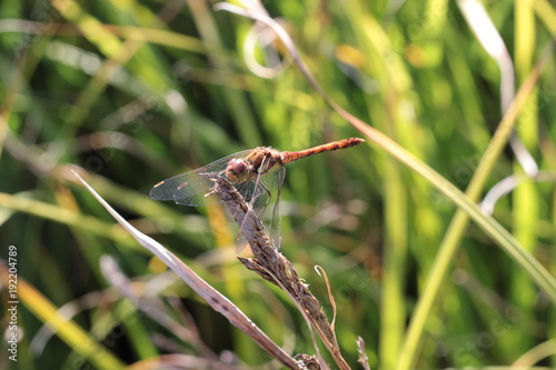 Libelle auf Halm Gartenteich