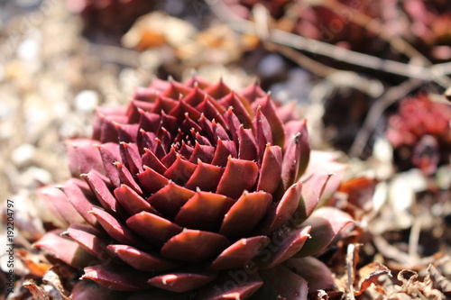 Kaktusblume