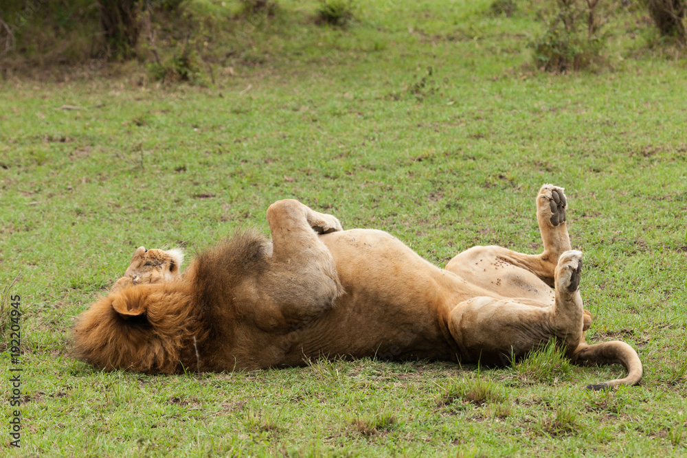 Naklejka premium a male lion lying on his back on the grasslands of the Maasai Mara, Kenya