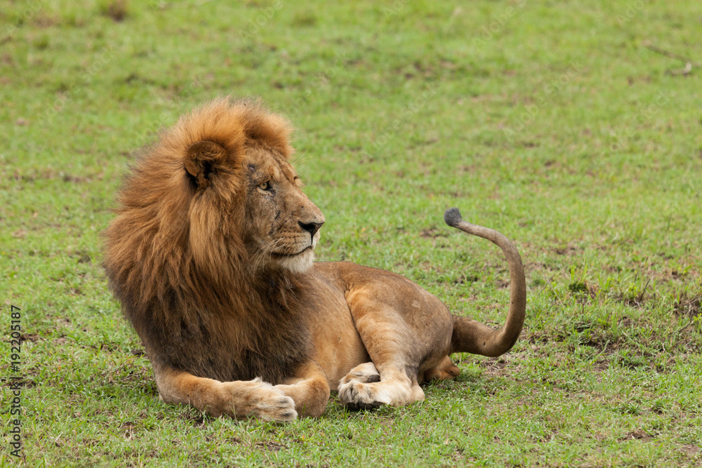 Fototapeta premium a male lion resting on the grasslands of the Maasai Mara