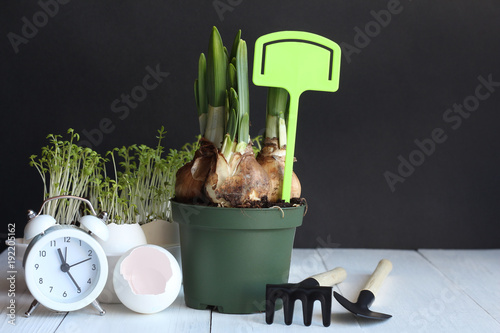 Fototapeta Naklejka Na Ścianę i Meble -  Bulbs of narcissuses in a green pot with the green plate and white alarm clock on a white table