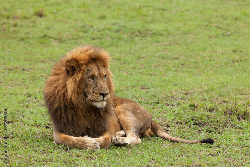 Fototapeta premium a male lion resting on the grasslands of the Maasai Mara