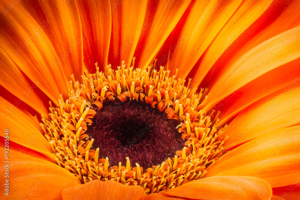 Orange gerbera flower isolated on white background Orange gerbera flower isolated on white background