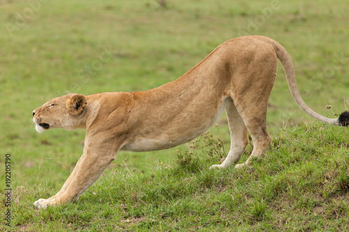 lioness stretching on the grasslands of the Maasai Mara