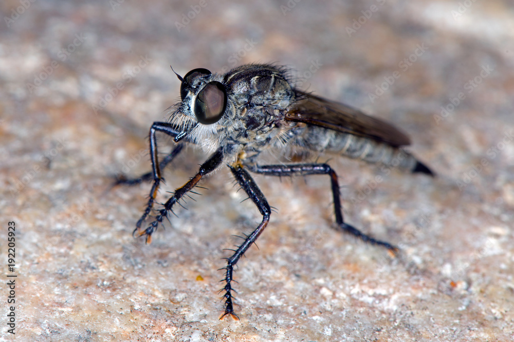 Fly insect close up Fly insect close up