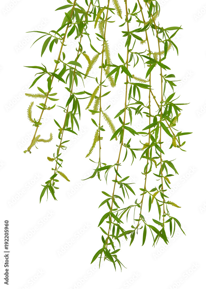 Fototapeta premium Young foliage and flowers of willow. Isolated. Spring. nature. Flowering branches willow.