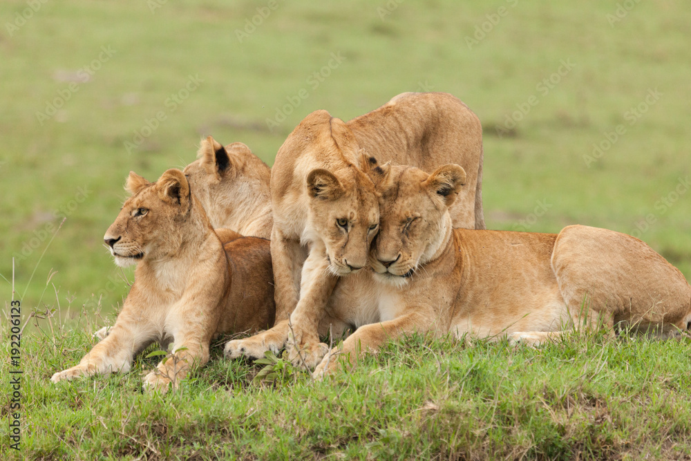 Naklejka premium a pride of lions relaxing on the grasslands of the Maasai Mara