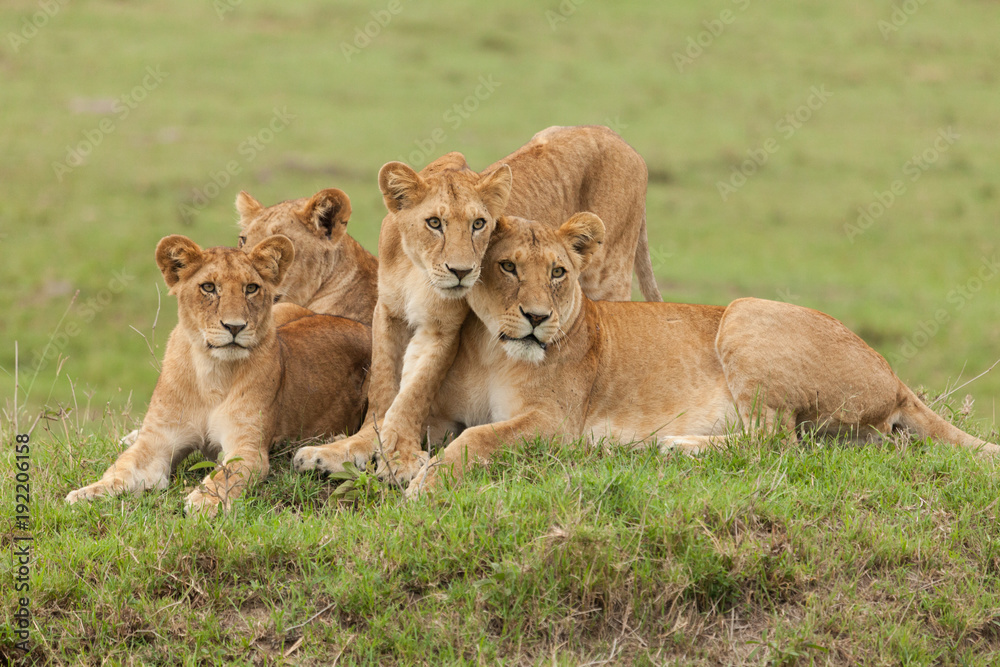 Obraz premium a pride of lions relaxing on the grasslands of the Maasai Mara