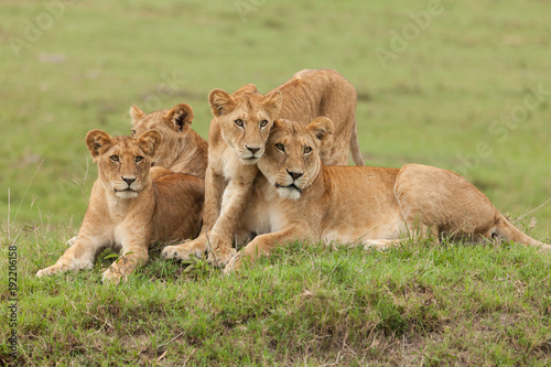 Fototapeta Naklejka Na Ścianę i Meble -  a pride of lions relaxing on the grasslands of the Maasai Mara