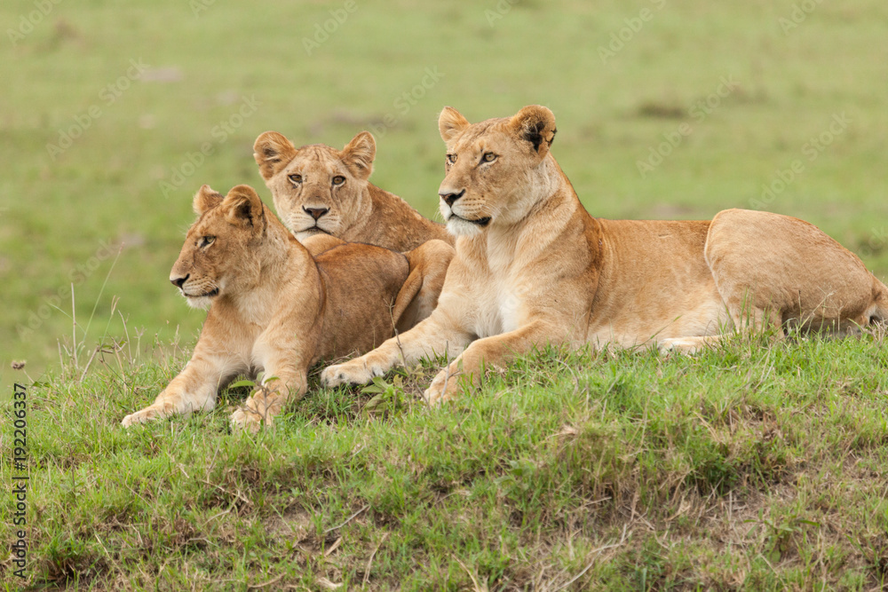 Naklejka premium a pride of lions relaxing on the grasslands of the Maasai Mara