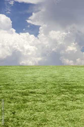 View at green grass and blue cloudy sky