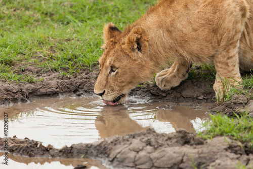 Fototapeta Naklejka Na Ścianę i Meble -  lions and their reflections at a watering hole in the grasslands of the Maasai Mara