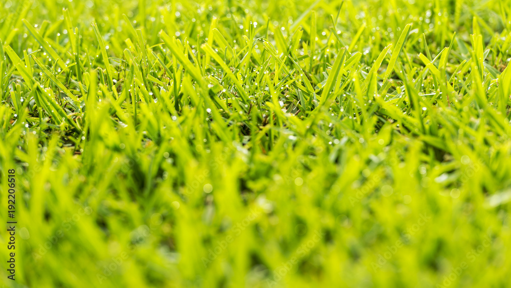 Fototapeta premium Grass Dew Drops