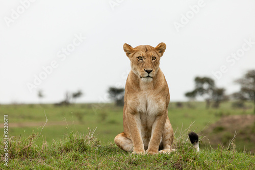 lions relaxing on the grasslands of the Maasai Mara © lindacaldwell
