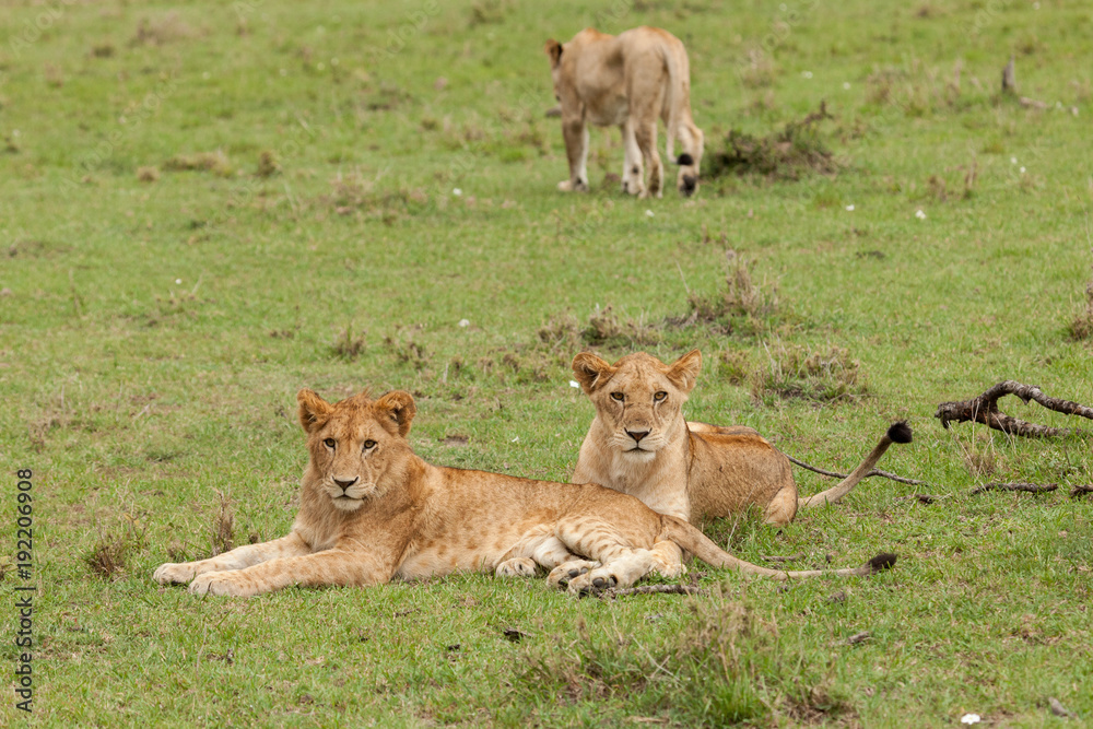 lions relaxing on the grasslands of the Maasai Mara lions relaxing on the grasslands of the Maasai Mara