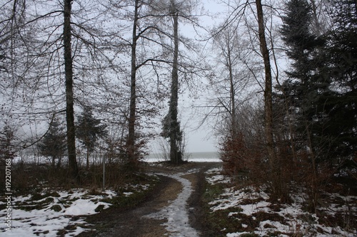 Snowy Woods in Switzerland © Jaime