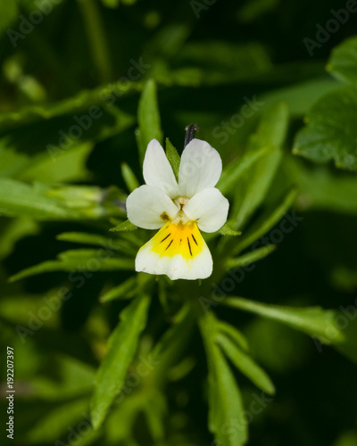 Flower of wild heartsease or Viola tricolor macro at flowerbed  selective focus  shallow DOF