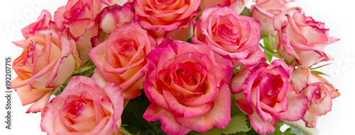 Pink roses background.