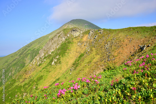 Summer landscape in the Carpathian mountains