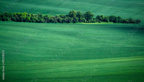 Green spring field abstract background