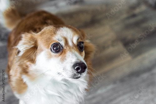 close-up portrait of a dog © anastas_