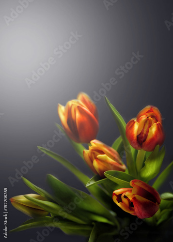tulip flower on dark gradient background. 8 March present card. photo