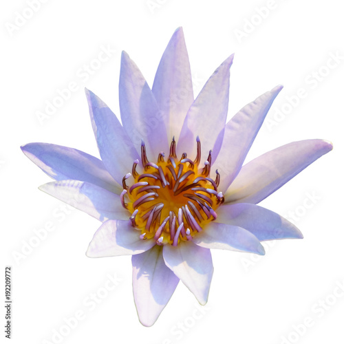 White and purple lotus flower blooming isolated on white background