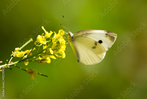 Butterfly on a yellow flower in the nature