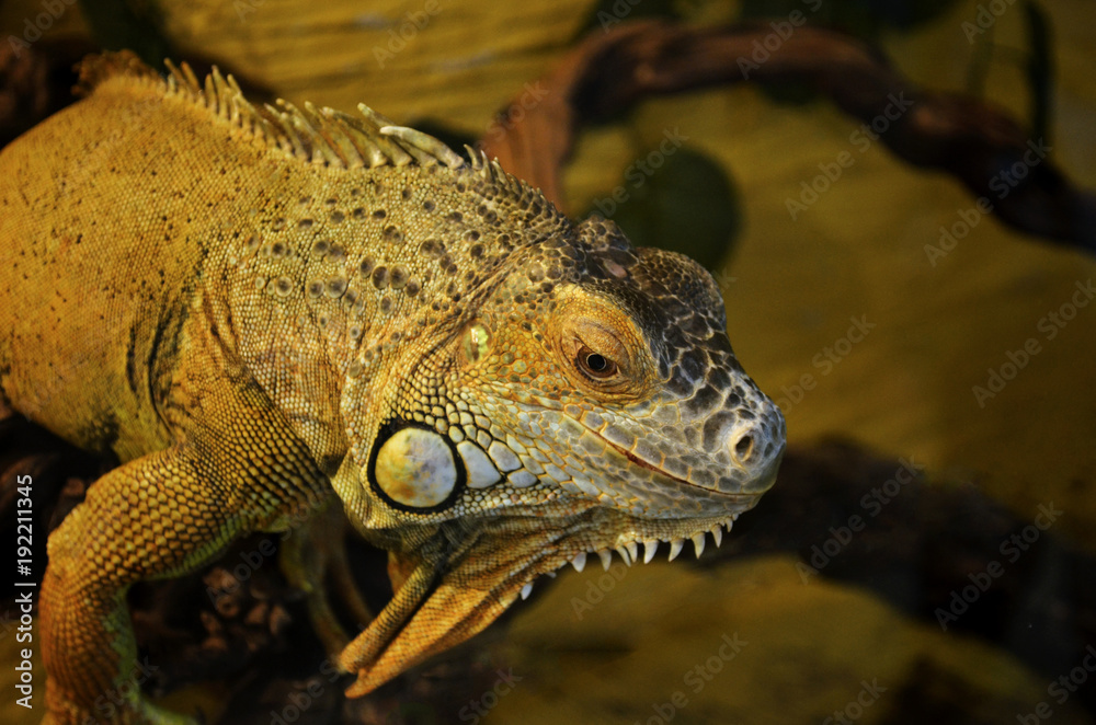 a large iguana sits quietly on a branch in their own environment and not afraid of people a large iguana sits quietly on a branch in their own environment and not afraid of people