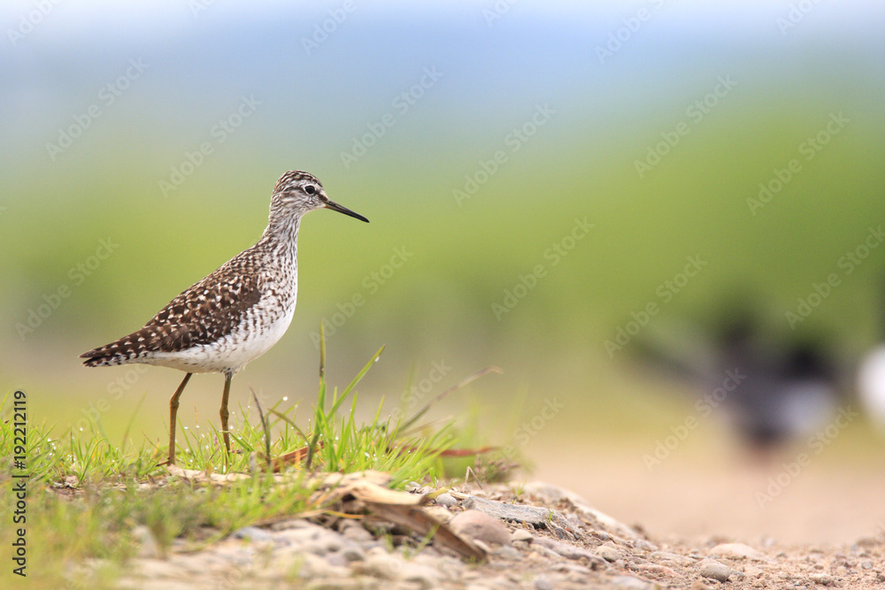 Single Wood sandpiper bird on grassy wetlands during a spring nesting period Single Wood sandpiper bird on grassy wetlands during a spring nesting period