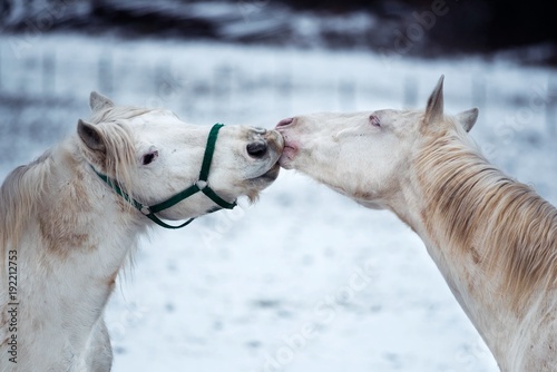 Two white horses love each other.