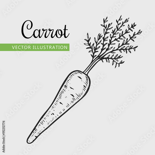 Hand drawn isolated carrot