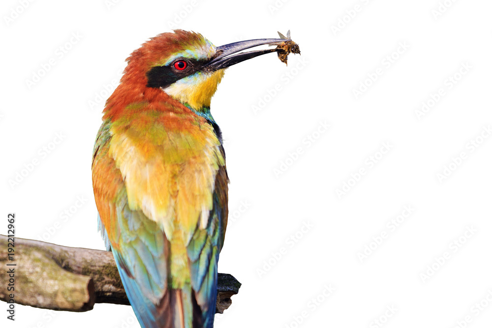 Obraz premium colorful bird with bee in its beak isolated on white background