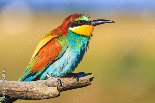 beautiful spring bird sits on a branch