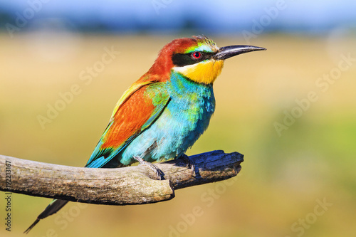 Rainbow bird with an exotic color of feathers