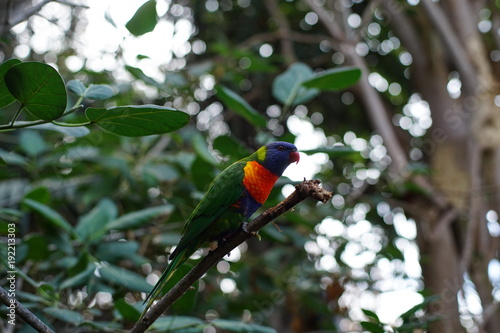 Beautiful parrot bird on green background © lockyfoto