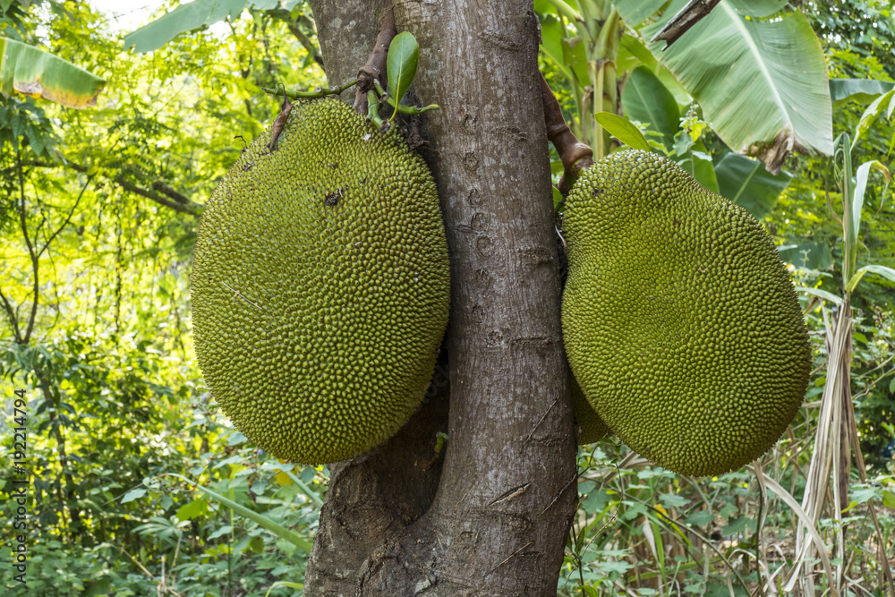 Jackfruit on the Tree, Plantation Jackfruit on the Tree, Plantation