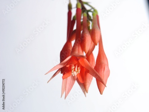 Thalia flower. Red buds opened. Flowering plant on a white background. Close up. photo