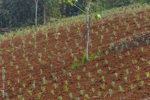 Thailand, Asia, Pineapple Plantation photo