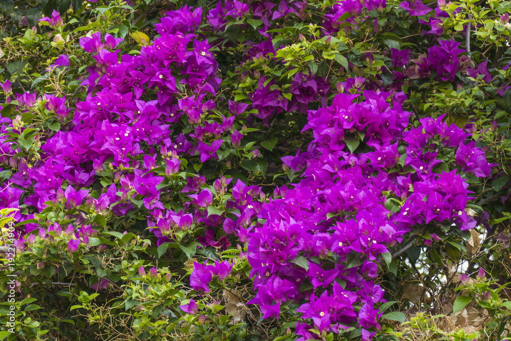 Bougainvillea flowers